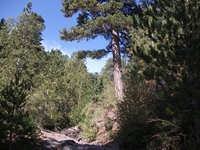 rrente Quarantore-20110911 032